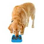 Golden retriever eating dog food